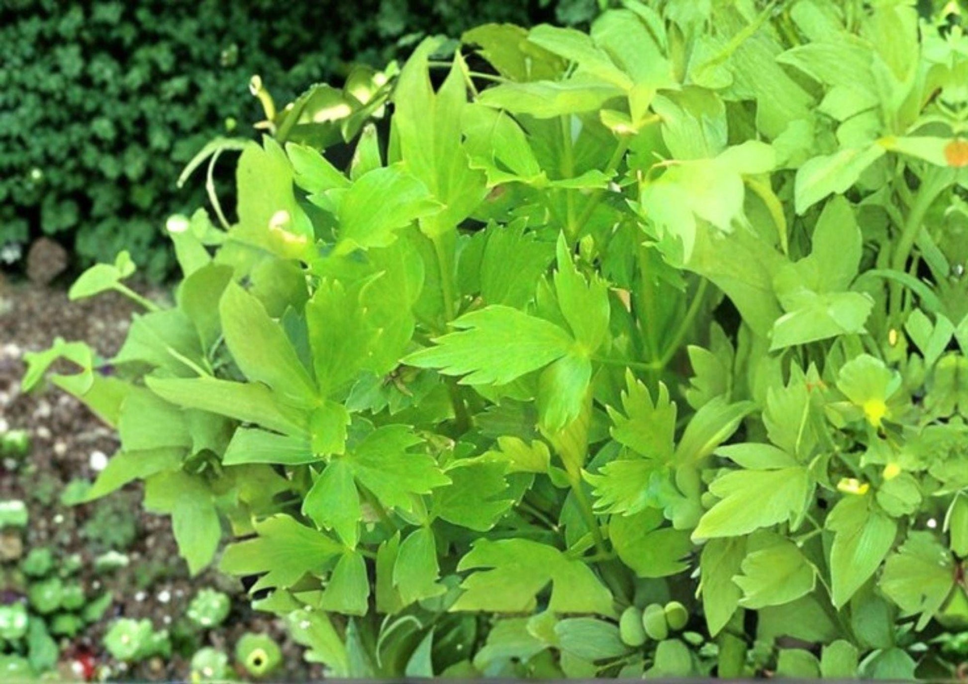 Lovage Seeds 200+ | Levisticum Officinale Heirloom Non-GMO Culinary & Medicinal Perennial Herb Seeds