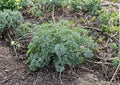 Wormwood Seeds 1000+ Artemisia Absinthium Non-GMO Perennial Medicinal Herb Silver Foliage Garden Seeds