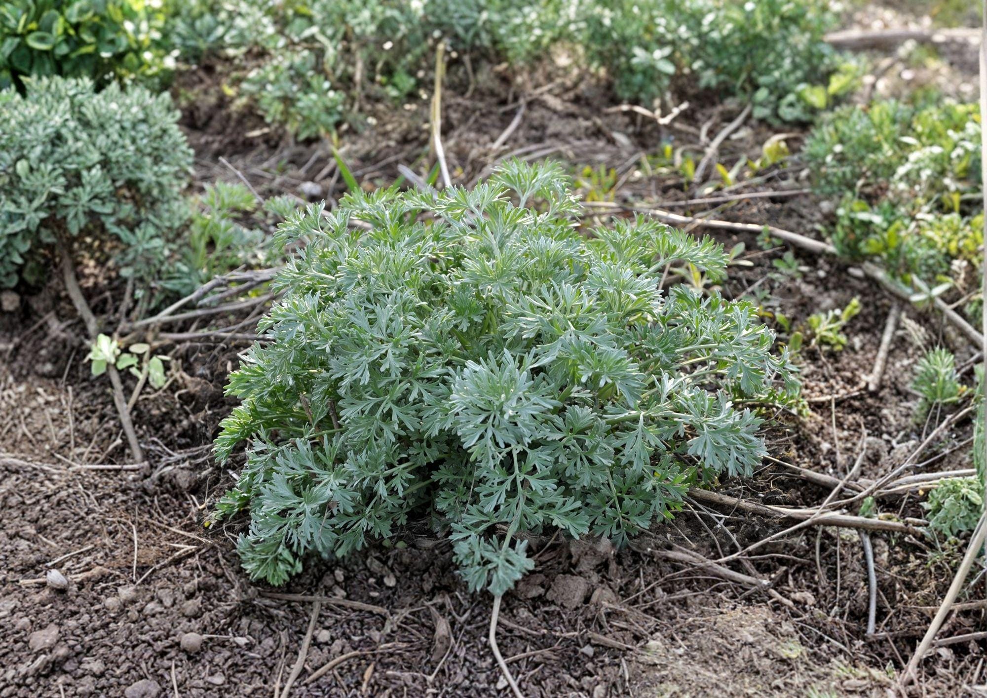 Wormwood Seeds 1000+ Artemisia Absinthium Non-GMO Perennial Medicinal Herb Silver Foliage Garden Seeds