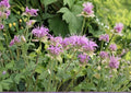 Bee Balm Wild Bergamot Seeds – Monarda Fistulosa Perennial Pollinator & Hummingbird Garden Flower, Non-GMO, 1000 Seeds