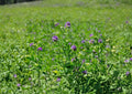 Alfalfa Seeds 1600 Pack Non-GMO Medicago Sativa Cover Crop Nitrogen Fixing Forage Pollinator Friendly Garden Seeds