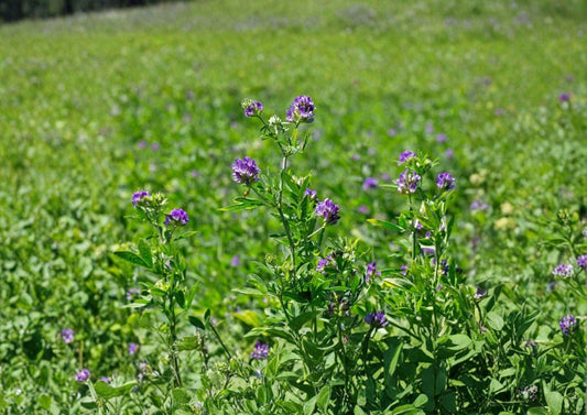 Alfalfa Seeds 1600 Pack Non-GMO Medicago Sativa Cover Crop Nitrogen Fixing Forage Pollinator Friendly Garden Seeds