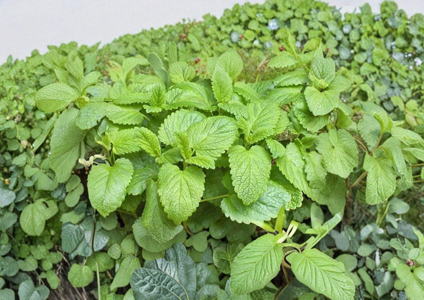 Lemon Balm Seeds, 1000+ Non-GMO Melissa Officinalis, Medicinal Aromatic Perennial Herb Seeds for Garden Planting