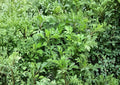 Mugwort Seeds 1000+ Artemisia vulgaris Perennial Medicinal Culinary Herb Garden Seeds Non-GMO
