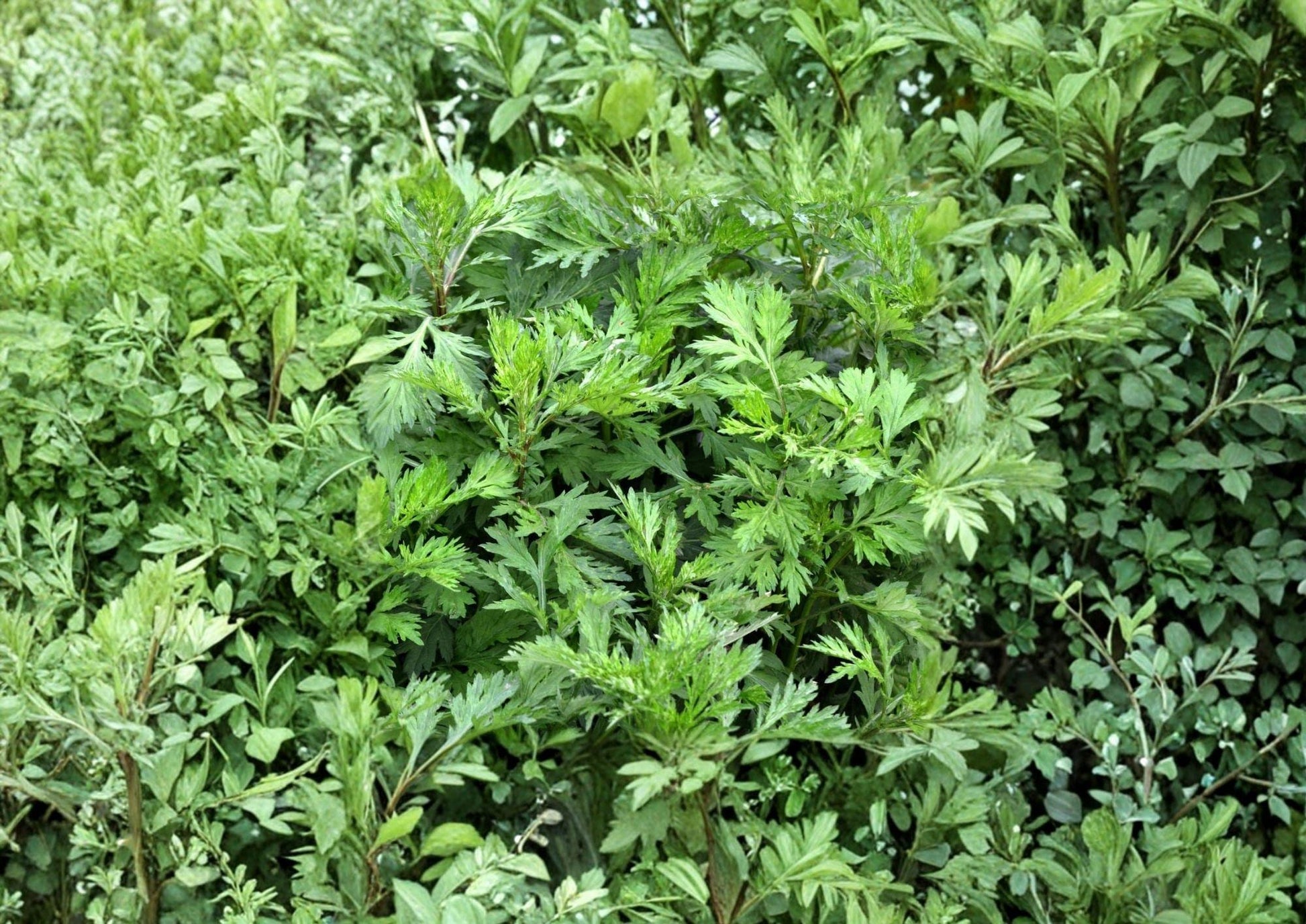 Mugwort Seeds 1000+ Artemisia vulgaris Perennial Medicinal Culinary Herb Garden Seeds Non-GMO