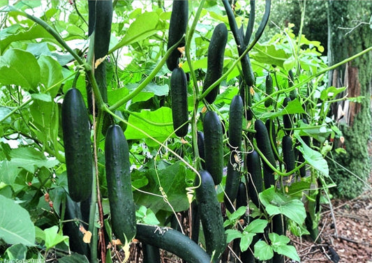 Marketer Cucumber Seeds 50+ Heirloom Non-GMO Vegetable Seeds for Pickling & Slicing, High Yield Garden Planting