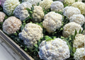 Self Blanching Cauliflower Seeds, Heirloom Non-GMO Brassica Oleracea, White Head Vegetable Seeds for Cool Season Garden Planting