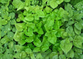 Watercress Seeds 1000+ Pack, Nasturtium officinale, Non-GMO Aquatic Herb, Peppery Leafy Green, Fast Growing Garden Seeds
