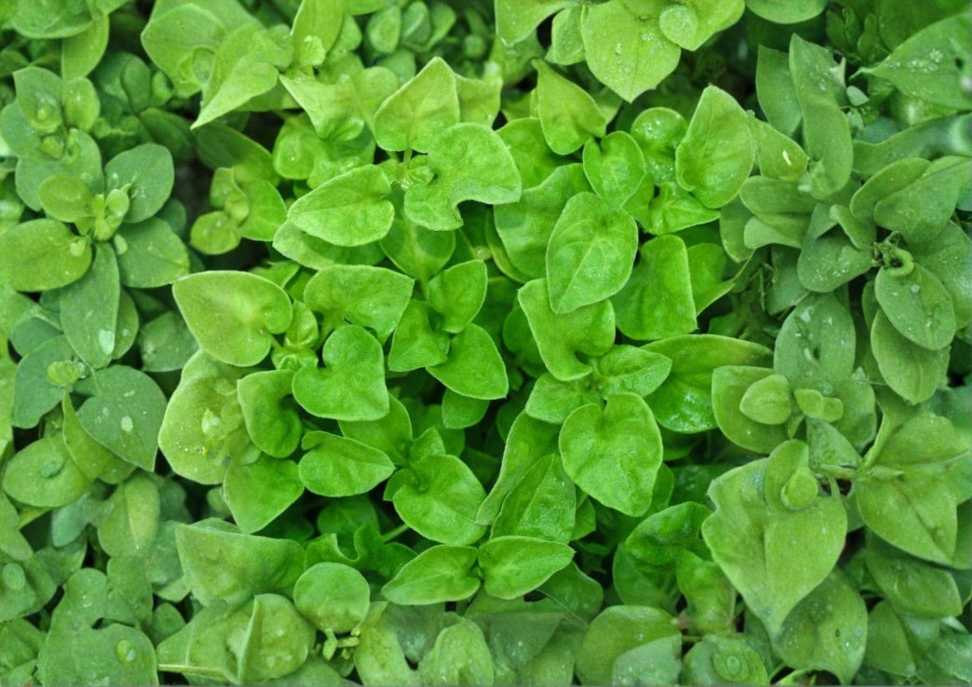 Watercress Seeds 1000+ Pack, Nasturtium officinale, Non-GMO Aquatic Herb, Peppery Leafy Green, Fast Growing Garden Seeds