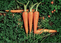 1000 Danvers 126 Carrot Seeds – Heirloom Non-GMO Daucus Carota Vegetable Seeds for Easy Garden Growth