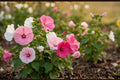 Dwarf Mallow Seeds Mix – Lavatera trimestris, Colorful Pink, Rose & White Blooms, Easy to Grow for Borders & Containers