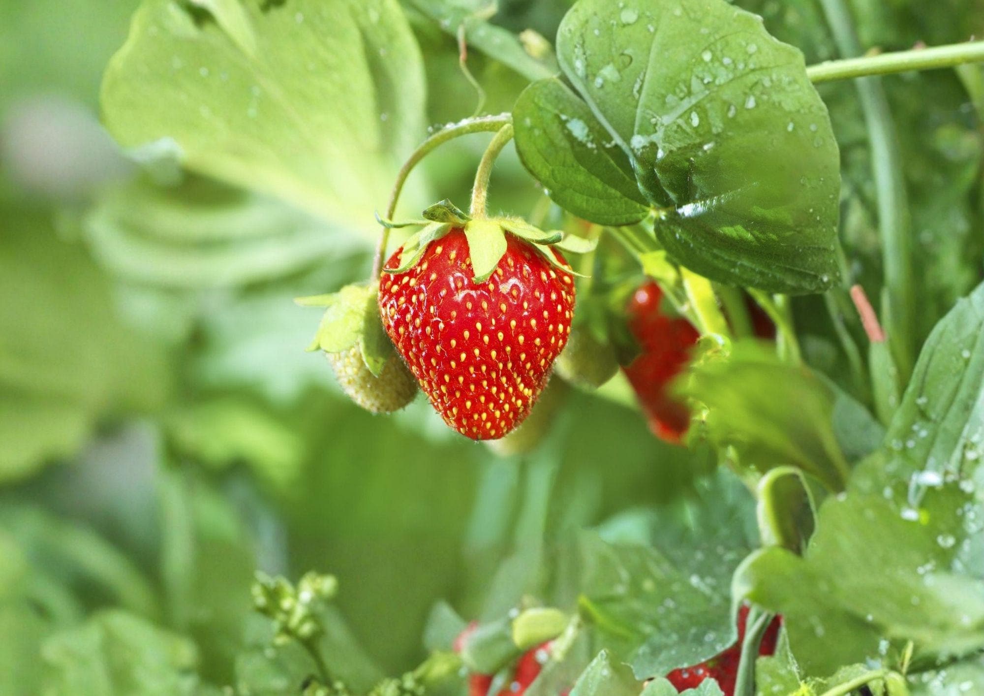25+ Strawberry Seeds Heirloom Non-GMO Fragaria Fruit Seeds for Garden Planting, Sweet Berry, Perennial Strawberry Plant Seeds