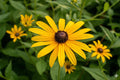 Black-eyed Susan Seeds (400) | Rudbeckia hirta Wildflower for Gardens, Borders & Pollinator Habitats