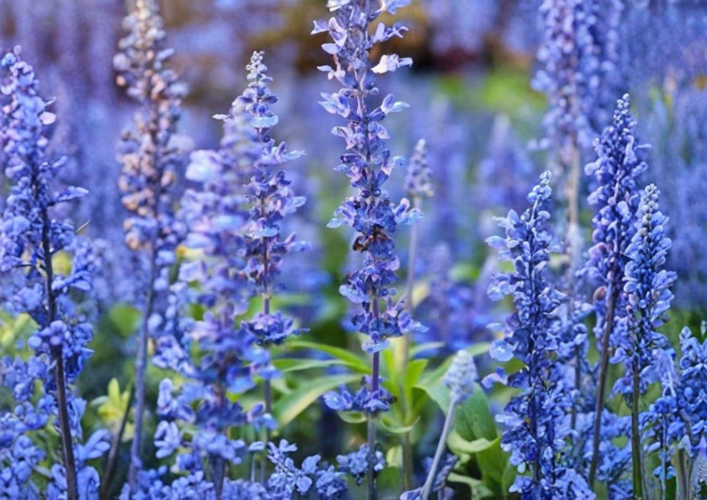 Hyssop Seeds 800+ Hyssopus Officinalis Heirloom Non-GMO Perennial Medicinal Herb Pollinator Hummingbird Garden Seeds