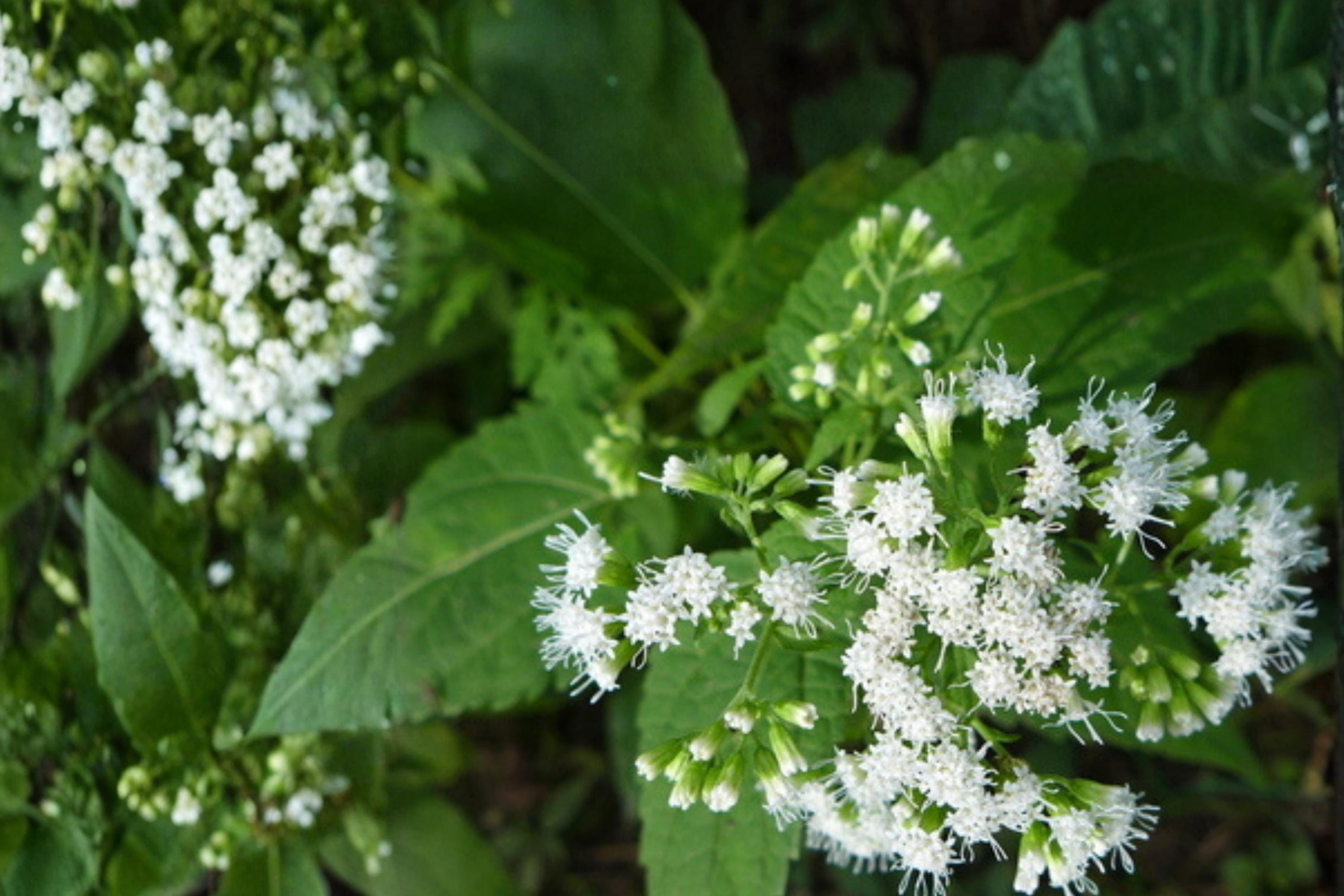 White Snakeroot Seeds – Ageratina altissima, Native Perennial with White Flower Clusters for Shade Gardens