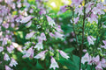 Calico Beardtongue Seeds – Penstemon calycosus Herbaceous Perennial with Pink to Lavender Tubular Flowers, Wildflower and Border Plant
