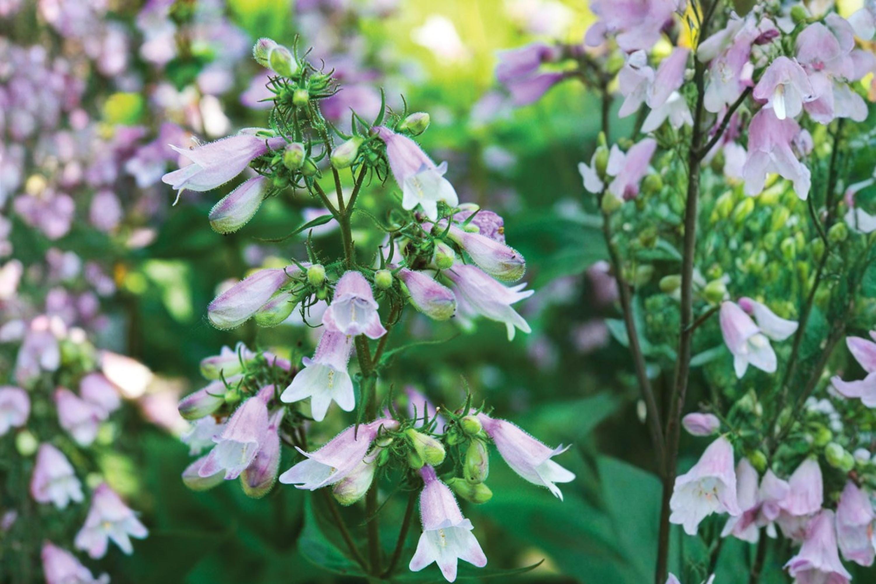 Calico Beardtongue Seeds – Penstemon calycosus Herbaceous Perennial with Pink to Lavender Tubular Flowers, Wildflower and Border Plant