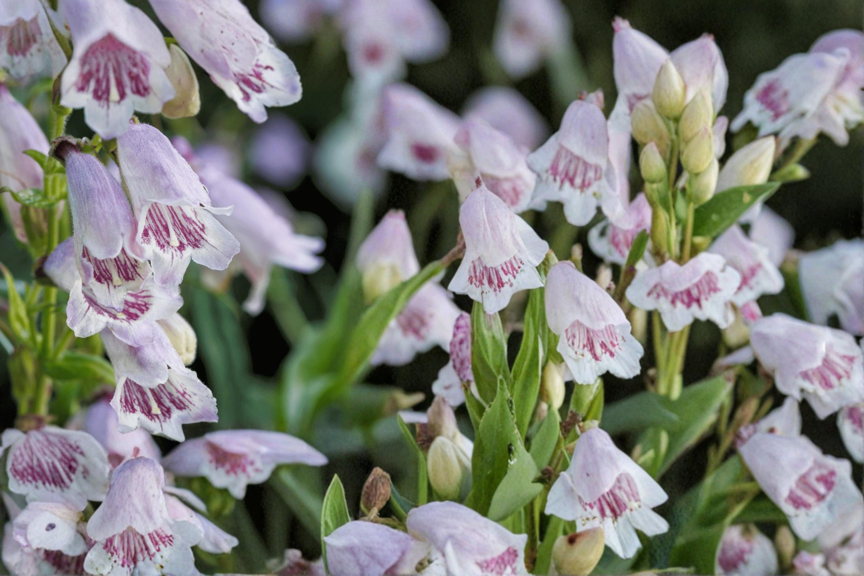 Foxglove Beardtongue Seeds – Penstemon digitalis Herbaceous Perennial with White Pink Tubular Flowers, Native Wildflower Garden Plant