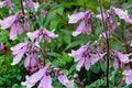 Hairy Beardtongue Seeds – Penstemon hirsutus, Native Perennial with Lavender to Pale Purple Tubular Flowers