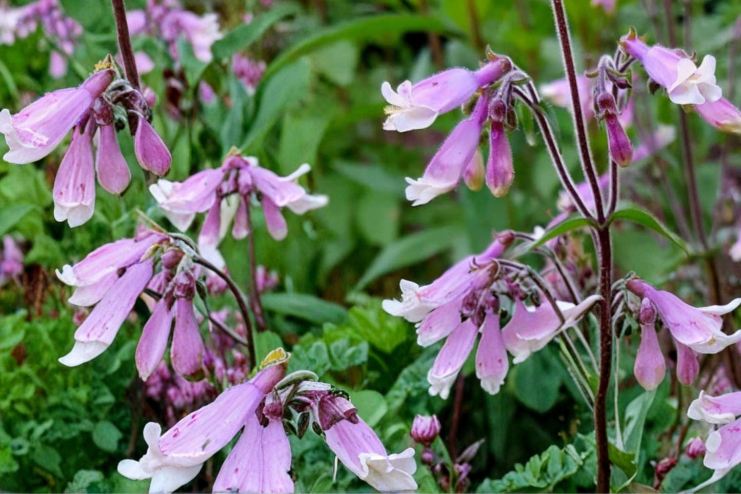 Hairy Beardtongue Seeds – Penstemon hirsutus, Native Perennial with Lavender to Pale Purple Tubular Flowers
