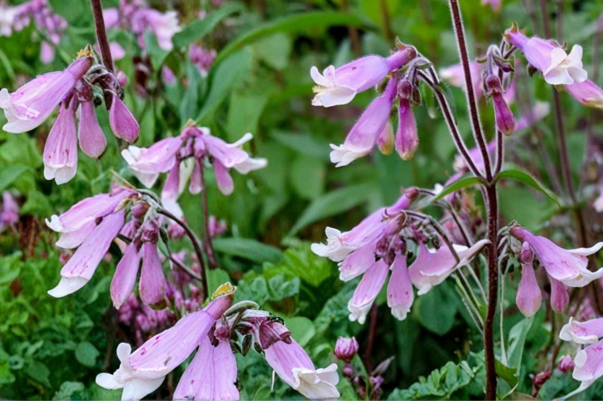 Hairy Beardtongue Seeds – Penstemon hirsutus, Native Perennial with Lavender to Pale Purple Tubular Flowers