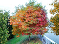 Sassafras albidum Bare Root Trees – Native Deciduous Shade Wildlife Garden Plants, 2 Pack