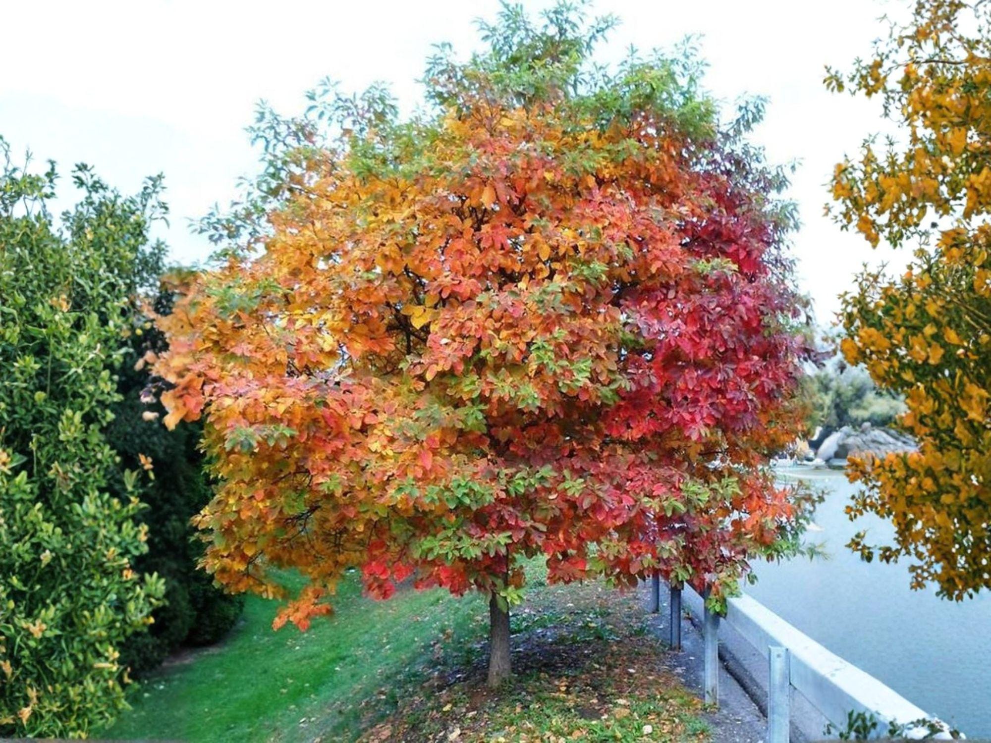 Sassafras albidum Bare Root Trees – Native Deciduous Shade Wildlife Garden Plants, 2 Pack