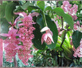 Medinilla Magnifica ‘Zenz’ Starter Plant – Pink Chandelier Tropical Indoor Flowering Houseplant