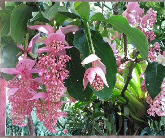 Medinilla Magnifica ‘Zenz’ Starter Plant – Pink Chandelier Tropical Indoor Flowering Houseplant