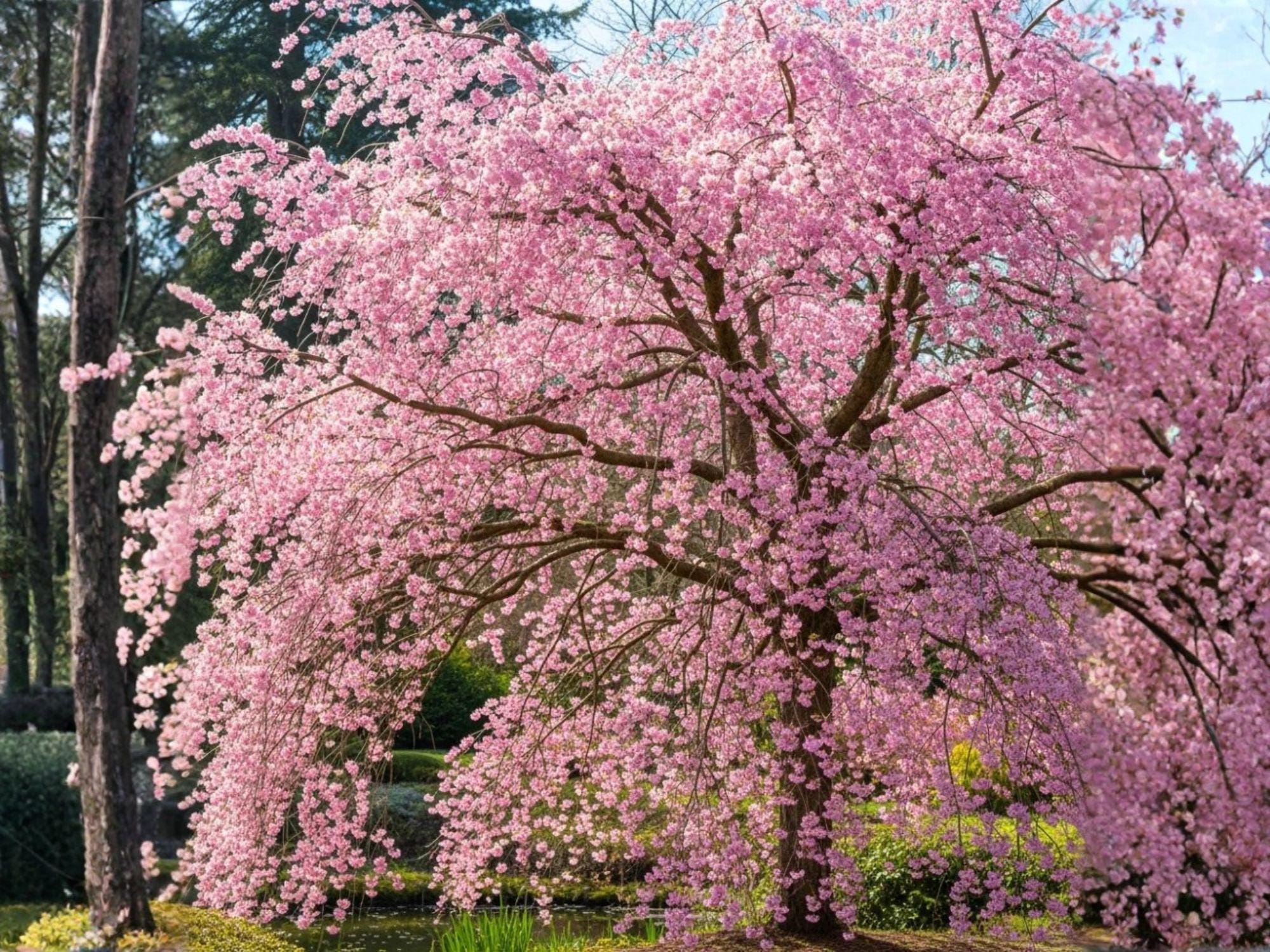 Autumnalis Cherry Tree Bare Root 2 ft - Pink Double Bloom Ornamental Prunus subhirtella 'Autumnalis'