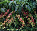 Arabica Coffee Live Starter Plant – Coffea arabica Indoor Tropical Houseplant – Glossy Green Foliage
