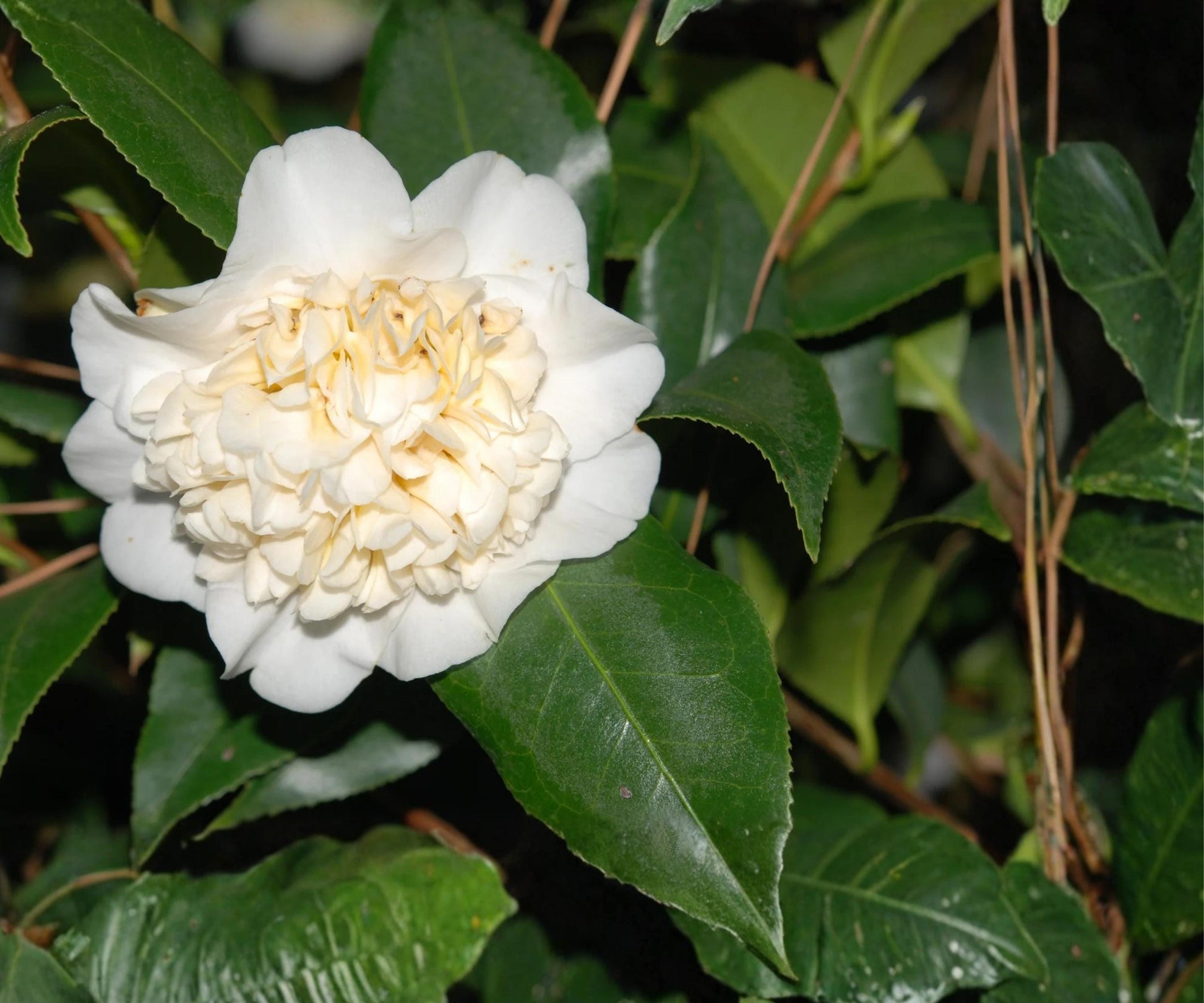 Live Camellia Japonica ‘Jury’s Yellow’ – Rare Pale Yellow Evergreen Flowering Shrub, Starter Plant