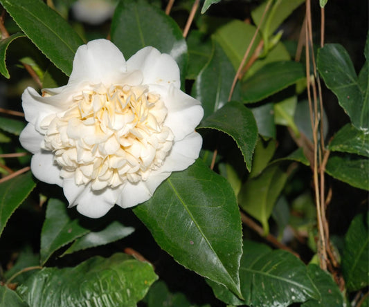 Live Camellia Japonica ‘Jury’s Yellow’ – Rare Pale Yellow Evergreen Flowering Shrub, Starter Plant
