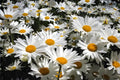 Shasta Daisy Seeds, White Flower Seeds for Borders, Cut Flowers & Cottage Gardens, Chrysanthemum maximum, 100 Pack