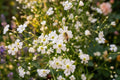Baby’s Breath Seeds 100 White Gypsophila elegans for Bouquets, Borders & Cottage Gardens