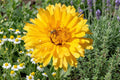 Calendula Seeds 100 Pacific Beauty Dark Yellow Bright Blooming Calendula officinalis for Borders, Herb Gardens & Cut Flowers