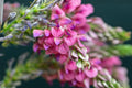 Sainfoin Shoshone Forage Seeds 100 Pack | Drought Tolerant Legume for Pollinators & Soil Improvement | Onobrychis viciifolia