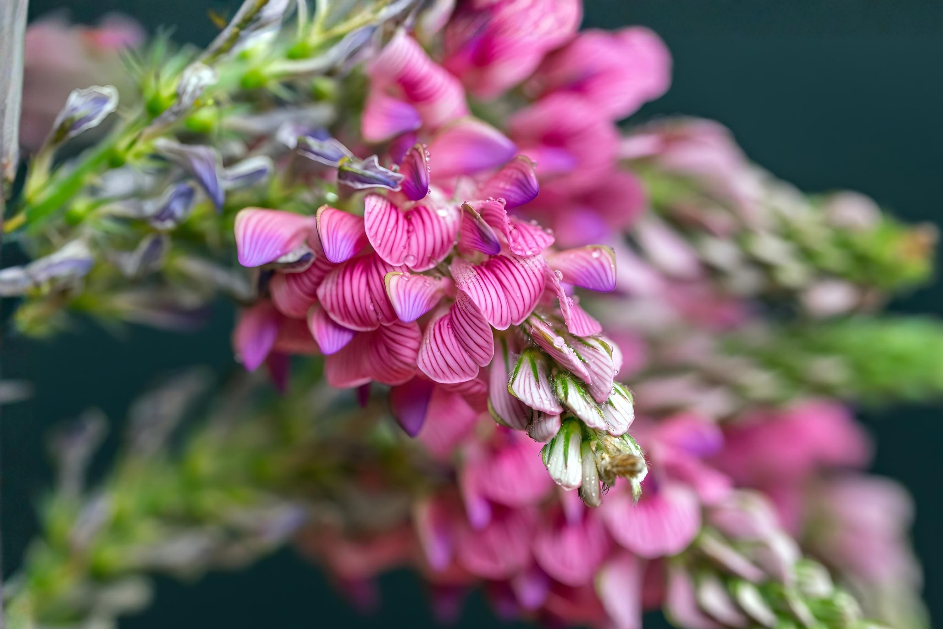 Sainfoin Shoshone Forage Seeds 100 Pack | Drought Tolerant Legume for Pollinators & Soil Improvement | Onobrychis viciifolia