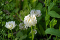 Berseem Clover Seeds 100 Pack | Egyptian Trifolium alexandrinum Forage Cover Crop & Soil Improvement