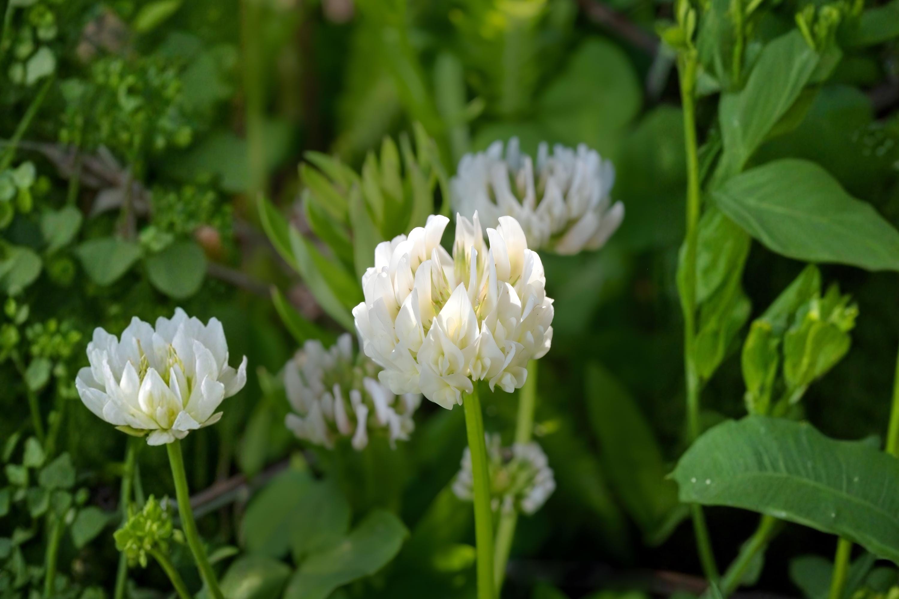 Berseem Clover Seeds 100 Pack | Egyptian Trifolium alexandrinum Forage Cover Crop & Soil Improvement