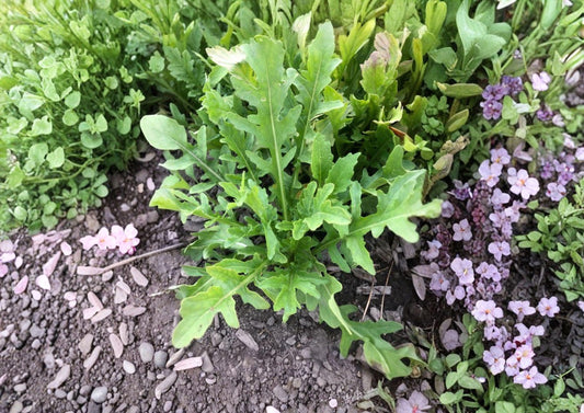 Organic Arugula Seeds 1200 Count, Heirloom Non-GMO Peppery Leafy Green, Fast-Growing Salad Garden Planting Seeds