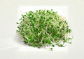 Organic Alfalfa Sprouting Seeds – Non-GMO Microgreens, Healthy Salad Superfood, Medicago sativa Garden Seeds