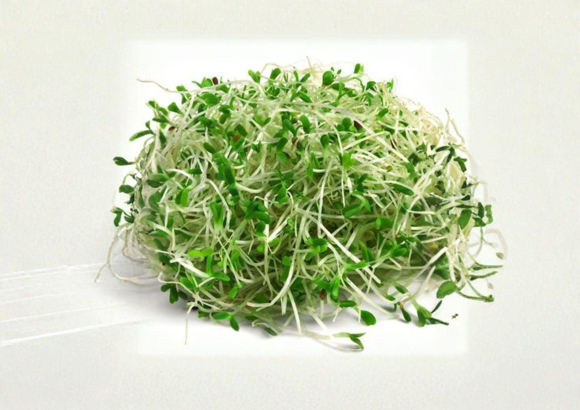 Organic Alfalfa Sprouting Seeds – Non-GMO Microgreens, Healthy Salad Superfood, Medicago sativa Garden Seeds