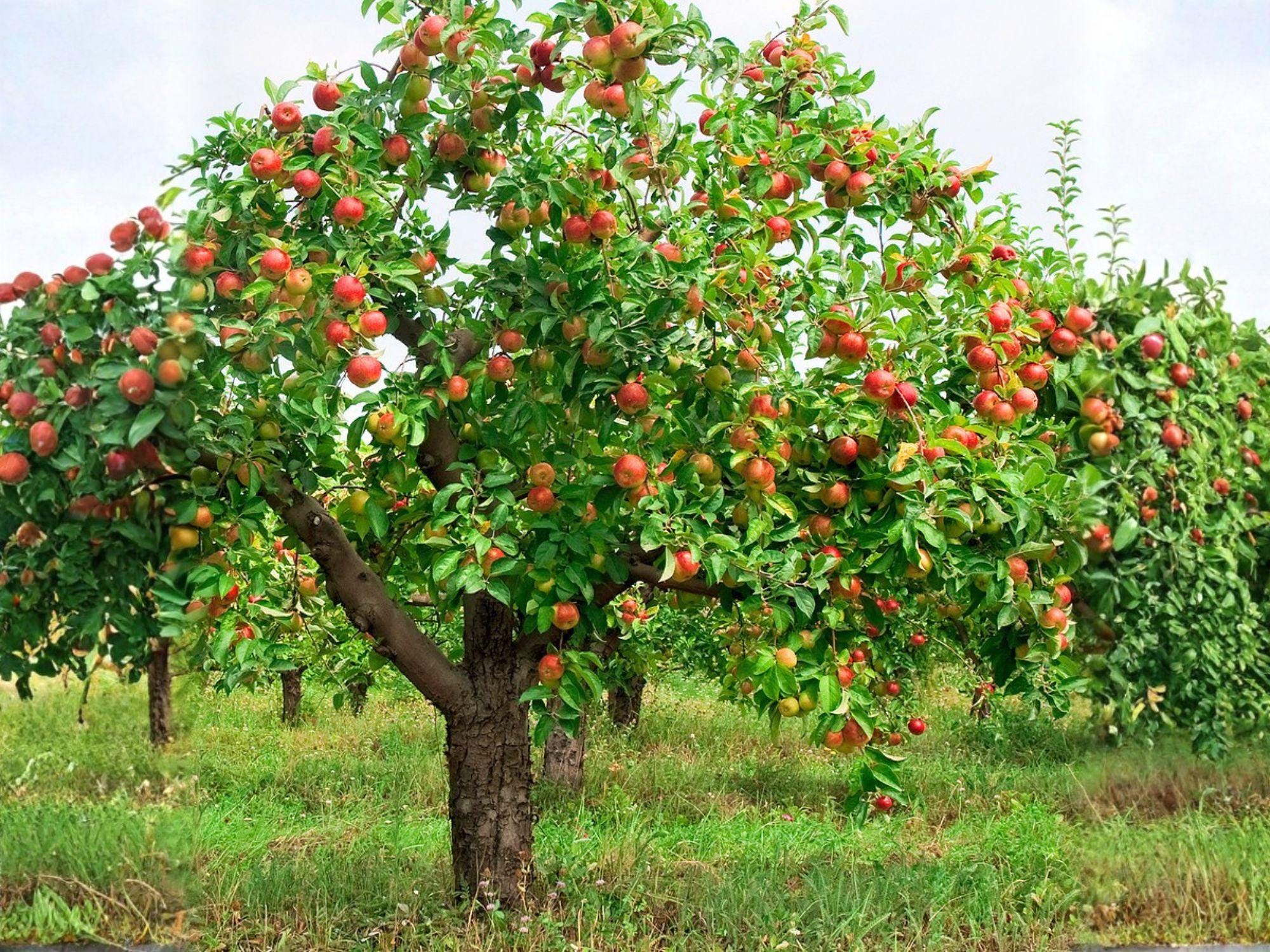 Red Delicious Apple Tree - 2 ft Semi-Dwarf Bare Root Fruit Tree with Red Apples, Malus domestica