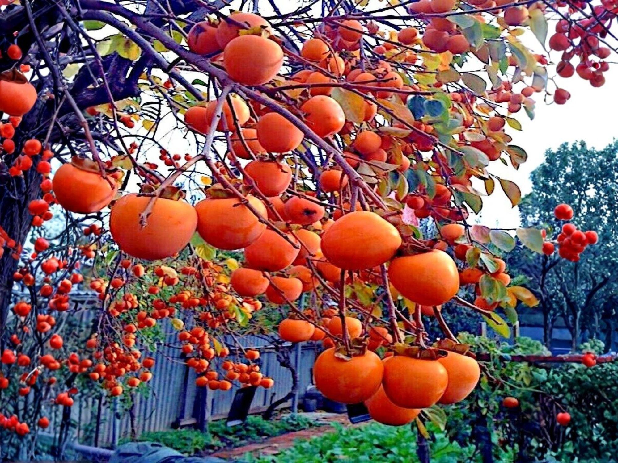 American Persimmon Trees – Bare Root 12-24 Inch, Native Fruit, Wildlife Garden, Diospyros virginiana