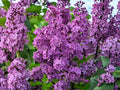 Old Fashioned Lilac Shrubs, Fragrant Purple Blooms, Cottage Garden Plants, Syringa vulgaris, Bare Root, 2 Pack