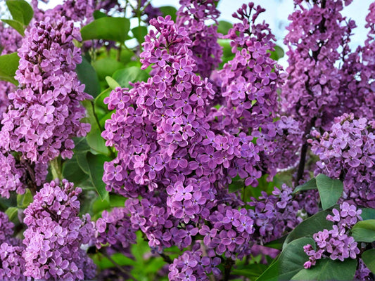 Old Fashioned Lilac Shrubs, Fragrant Purple Blooms, Cottage Garden Plants, Syringa vulgaris, Bare Root, 2 Pack