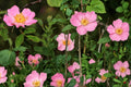 Swamp Rose Seeds – Rosa palustris – Native Deciduous Shrub with Pink Flowers & Red Hips for Wetland Gardens