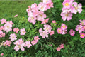 Illinois Rose Seeds – Rosa setigera Climbing Shrub with Pink Flowers, Native Perennial for Garden Trellises and Naturalized Areas
