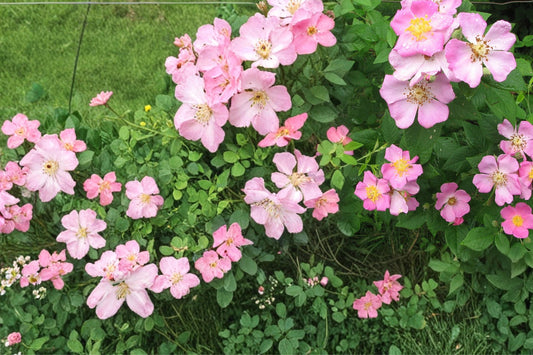 Illinois Rose Seeds – Rosa setigera Climbing Shrub with Pink Flowers, Native Perennial for Garden Trellises and Naturalized Areas